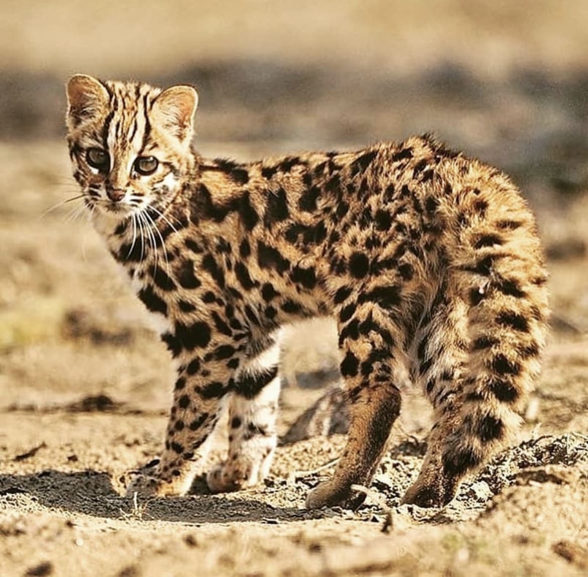 Tsushima Leopard Cat - 20 Awesome Animals in Japan